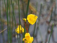 Utricularia australis, Bladderwort