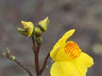 Utricularia australis 20, Loos blaasjeskruid, Saxifraga-Rutger Barendse