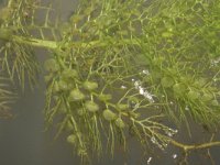 Utricularia australis 25, Loos blaasjeskruid, Saxifraga-Rutger Barendse