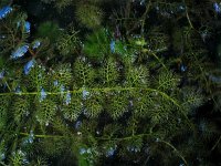 Utricularia australis 3, Loos blaasjeskruid, Saxifraga-Jasenka Topic