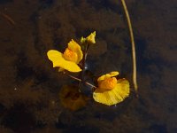 Utricularia australis 32, Loos blaasjeskruid, Saxifraga-Ed Stikvoort