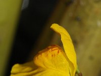 Utricularia australis 37, Loos blaasjeskruid, Saxifraga-Rutger Barendse
