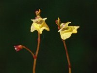 Utricularia minor 2, Klein blaasjeskruid, Saxifraga-Hans Dekker