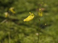 Utricularia minor 4, Klein blaasjeskruid, Saxifraga-Jan van der Straaten