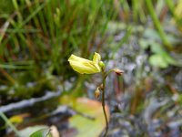 Utricularia minor 6, Klein blaasjeskruid, Saxifraga-Rutger Barendse