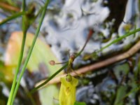 Utricularia minor 7, Klein blaasjeskruid, Saxifraga-Rutger Barendse