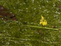 Utricularia minor 3, Klein blaasjeskruid, Saxifraga-Jan van der Straaten