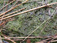 Utricularia minor 5, Klein blaasjeskruid, Saxifraga-Rutger Barendse