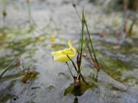 Utricularia minor 9, Klein blaasjeskruid, Saxifraga-Rutger Barendse