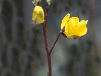 Utricularia vulgaris, Greater Bladderwort