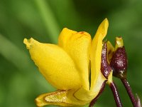 Utricularia vulgaris 11, Groot blaasjeskruid, Saxifraga-Sonja Bouwman