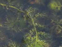 Utricularia vulgaris 4, Groot blaasjeskruid, Saxifraga-Willem van Kruijsbergen