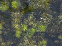 Utricularia vulgaris 6, Groot blaasjeskruid, Saxifraga-Willem van Kruijsbergen