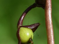 Utricularia vulgaris 8, Groot blaasjeskruid, Saxifraga-Sonja Bouwman