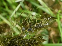 Utricularia vulgaris 9, Groot blaasjeskruid, Saxifraga-Sonja Bouwman