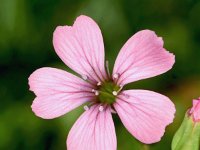 Vaccaria hispanica 4, Koekruid, Saxifraga-Sonja Bouwman  914. Koekruid - Vaccaria hispanica - Caryophyllaceae familie (zw) Nieuwegein