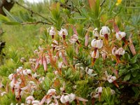 Vaccinium macrocarpon 21, Grote veenbes, Saxifraga-Ed Stikvoort