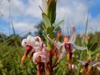 Vaccinium macrocarpon 24, Grote veenbes, Saxifraga-Ed Stikvoort