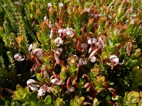 Vaccinium macrocarpon 25, Grote veenbes, Saxifraga-Ed Stikvoort