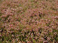 Vaccinium macrocarpon 26 Grote veenbes, Saxifraga-Ed Stikvoort