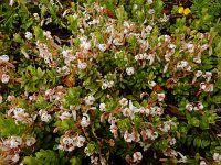 Vaccinium macrocarpon 28, Grote veenbes, Saxifraga-Ed Stikvoort