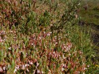 Vaccinium macrocarpon 31, Grote veenbes, Saxifraga-Ed Stikvoort