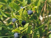 Vaccinium myrtillus 41, Blauwe bosbes, Saxifraga-Jan van der Straaten