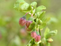 Vaccinium myrtillus 42, Blauwe bosbes, Saxifraga-Tom Heijnen