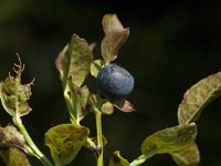 Vaccinium myrtillus 9, Blauwe bosbes, Saxifraga-Jan van der Straaten