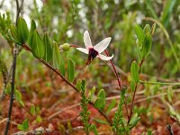 Vaccinium oxycoccos 47, Kleine veenbes, Saxifraga-Hans Grotenhuis