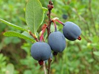 Vaccinium uliginosum 32, Rijsbes, Saxifraga-Hans Grotenhuis