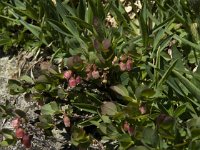 Vaccinium uliginosum ssp pubescens 6, Saxifraga-Willem van Kruijsbergen