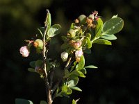 Vaccinium uliginosum 10, Rijsbes, Saxifraga-Jan van der Straaten