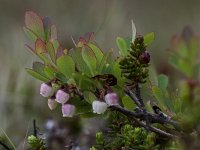 Vaccinium uliginosum 11, Rijsbes, Saxifraga-Peter Stein