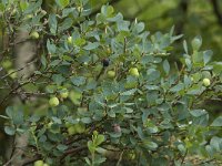 Vaccinium uliginosum 12, Rijsbes, Saxifraga-Willem van Kruijsbergen