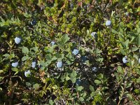 Vaccinium uliginosum 13, Rijsbes, Saxifraga-Jan van der Straaten