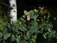 Vaccinium uliginosum 19, Rijsbes, Saxifraga-Rutger Barendse