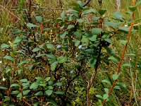 Vaccinium uliginosum 20, Rijsbes, Saxifraga-Peter Meininger