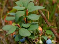 Vaccinium uliginosum 21, Rijsbes, Saxifraga-Peter Meininger