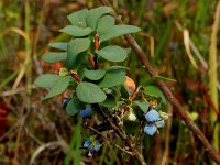 Vaccinium uliginosum 22, Rijsbes, Saxifraga-Peter Meininger