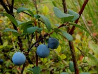 Vaccinium uliginosum 23, Rijsbes, Saxifraga-Peter Meininger