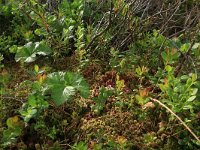 Vaccinium uliginosum 24, Rijsbes, Saxifraga-Hans Boll