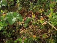 Vaccinium uliginosum 25, Rijsbes, Saxifraga-Hans Boll