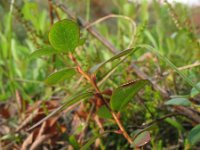 Vaccinium uliginosum 28, Rijsbes, Saxifraga-Rutger Barendse