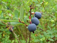 Vaccinium uliginosum 31, Rijsbes, Saxifraga-Hans Grotenhuis