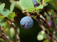 Vaccinium uliginosum 4, Rijsbes, Saxifraga-Jan van der Straaten