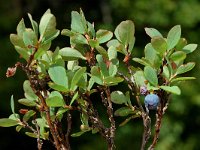 Vaccinium uliginosum 5, Rijsbes, Saxifraga-Jan van der Straaten