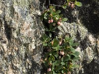 Vaccinium uliginosum 7, Rijsbes, Saxifraga-Jan van der Straaten