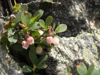 Vaccinium uliginosum 8, Rijsbes, Saxifraga-Jan van der Straaten