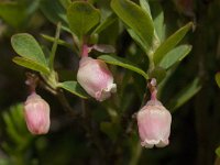 Vaccinium uliginosum 9, Rijsbes, Saxifraga-Jan van der Straaten